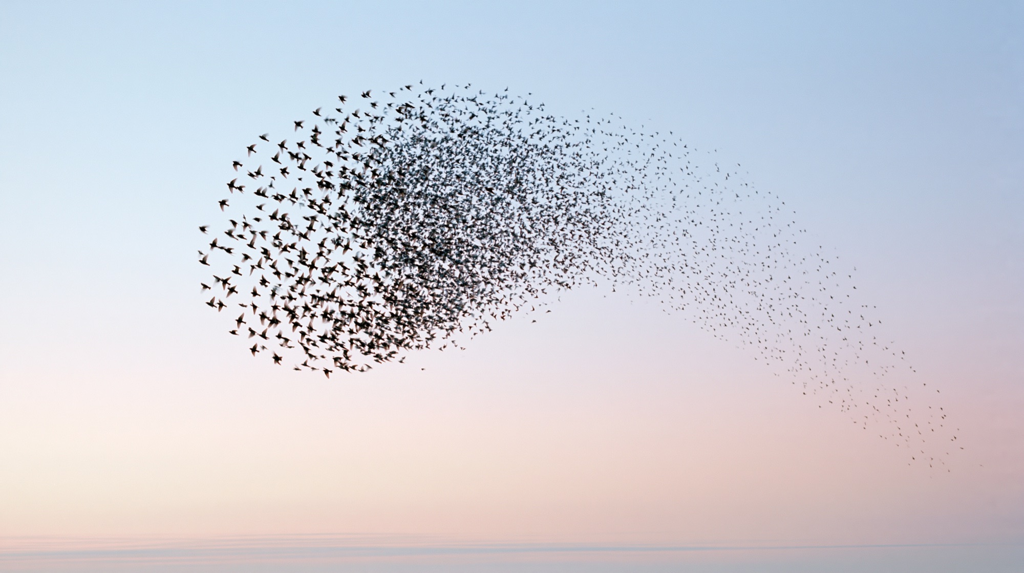 En tät svärm av starar i flykt formar en böljande flock mot en pastelltonad himmel, mjukt blått överst, varmt rosa och gräddvit i mitten, lätt blågrå antydan av horisont nedtill. AI-genererad bild i Chiffers redaktionella stil.